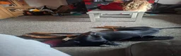 Mixed Breed dogs for sale: Dobbie my baby Dobermann - Advert 3