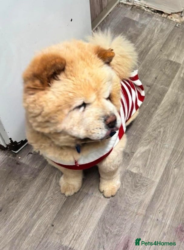 Mixed Breed dogs FRENCHIE chows  - Advert 1