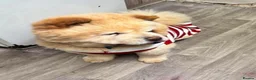 Mixed Breed dogs for sale: FRENCHIE chows  - Advert 1