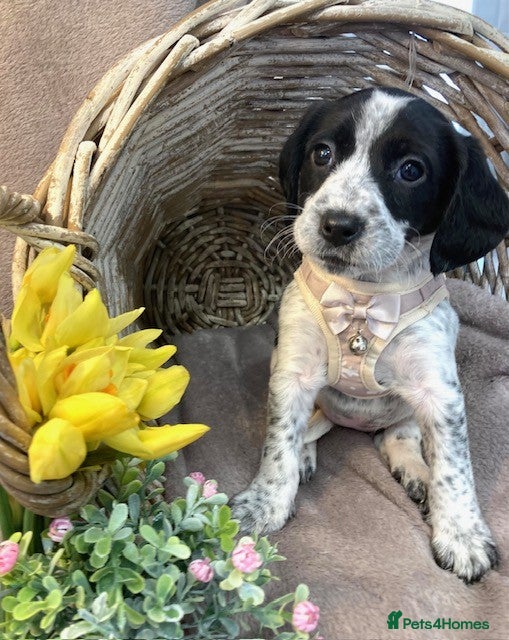 Mixed Breed dogs Ready now! Cocker Jack puppies  - Advert 2