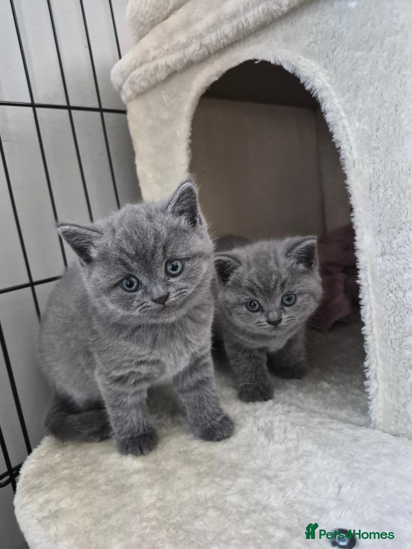 British Shorthair cats GCCF British Shorthair Kittens - Blue and Lilac  - Advert 10