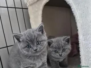 British Shorthair cats GCCF British Shorthair Kittens - Blue and Lilac - Advert 2