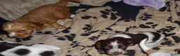 Cocker Spaniel dogs for sale: 4 Working Cocker Spaniel Puppies - Advert 7