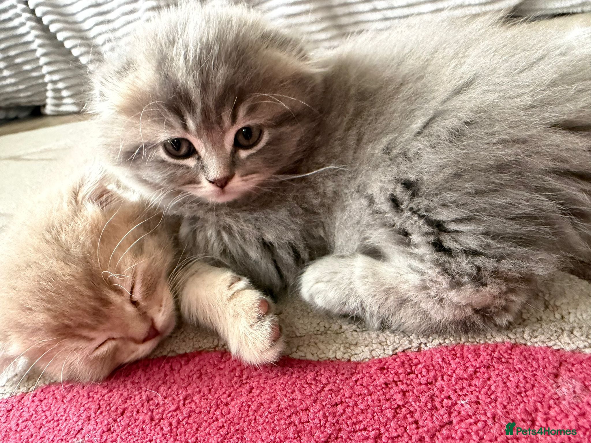 Scottish Fold cats Lovely scottish fold kitten - Advert 1
