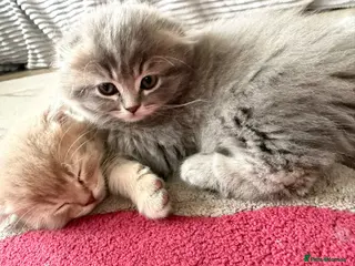 Scottish Fold cats Lovely scottish fold kitten - Advert 3