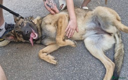 Mixed Breed dogs for sale: Mal X GSD - Image 4