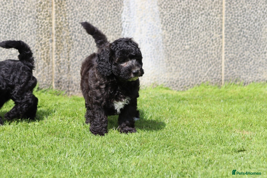 Cavapoochon dogs for sale: Beautiful Cavapoochon female puppy for sale - Image 9