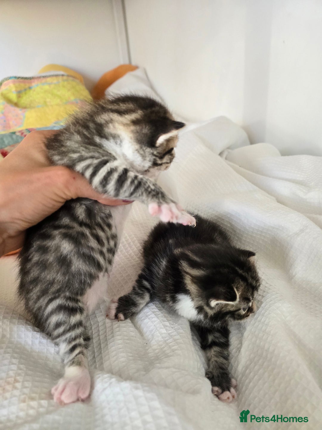 Mixed Breed cats for sale: Kittens boys mixed breed fluffy  - Image 6