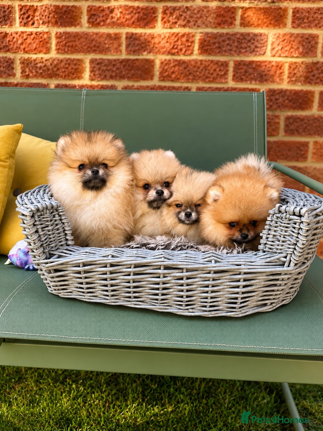 Pomeranian dogs 🔥Teddy🐻Small🏆Quality  - Advert 2