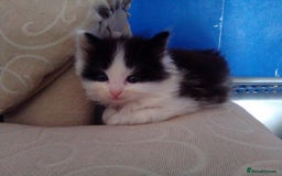 Mixed Breed cats for sale: Mixed breed kittens, Leominster - Image 4