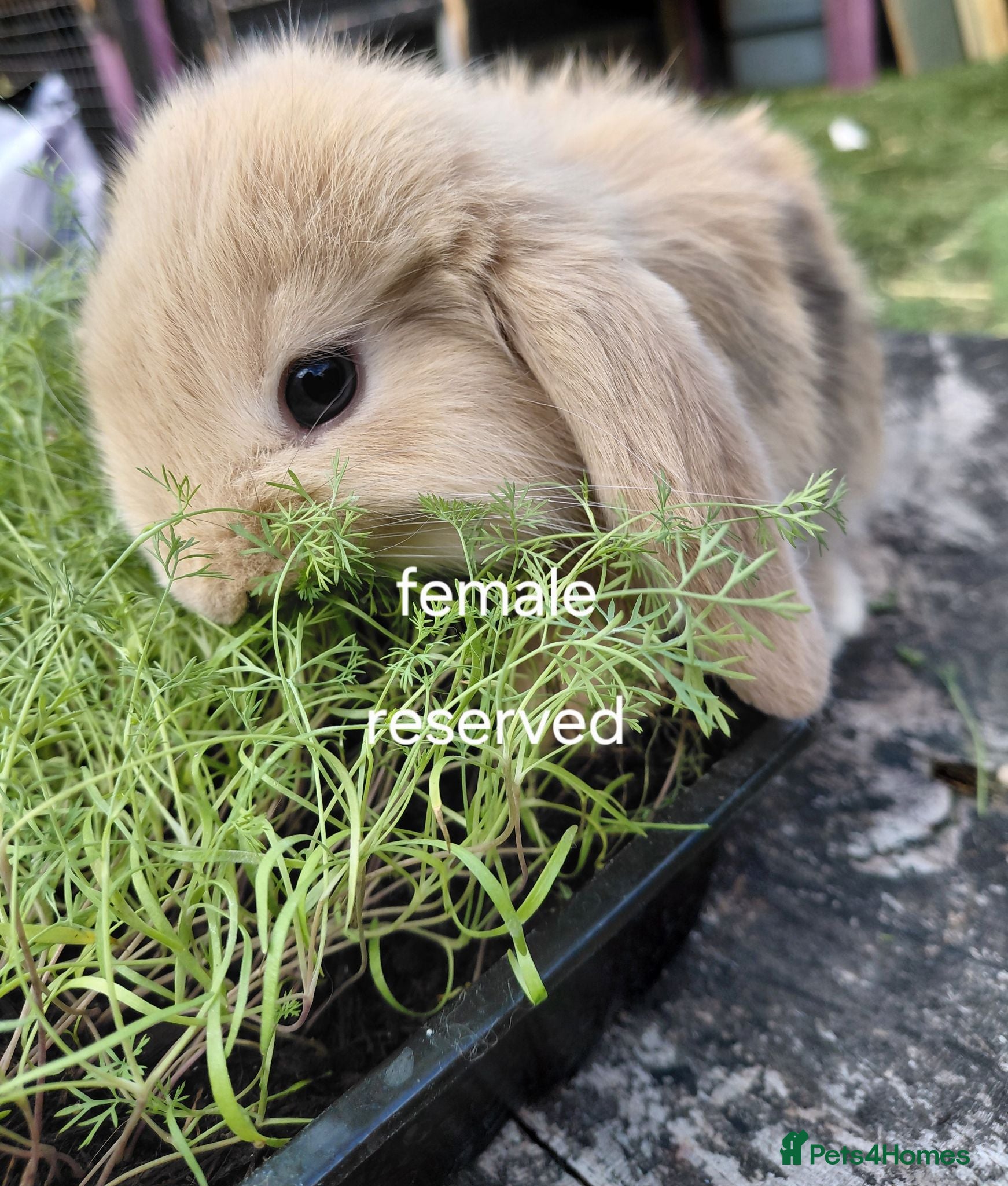 French Lop rabbits Vaccinated french lop babies  - Advert 2