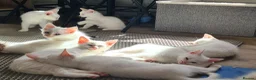 Mixed Breed cats for sale: Ragdoll x khao Manee kittens  in Lowestoft - Advert 4