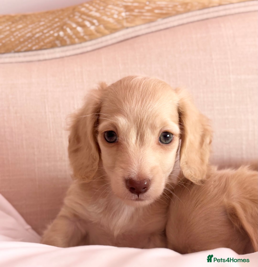 Miniature Dachshund dogs for sale: KC 🐶 Miniature Long Haired Cream Dachshund 🐶  - Advert 18