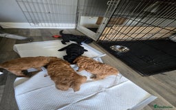 Cavapoo dogs for sale: REDUCED AMAZING F1 cavapoo puppies  - Image 1