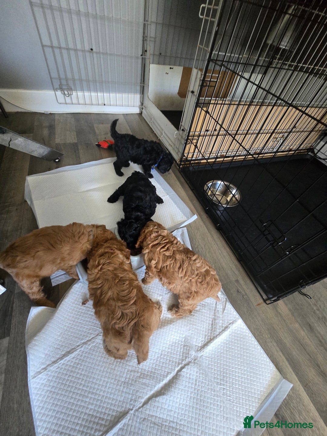 Cavapoo dogs for sale: REDUCED AMAZING F1 cavapoo puppies  - Image 1