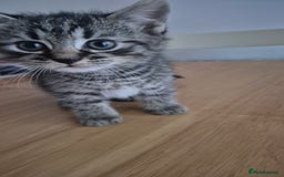Mixed Breed cats for sale: Playful stripey kitten - Image 1