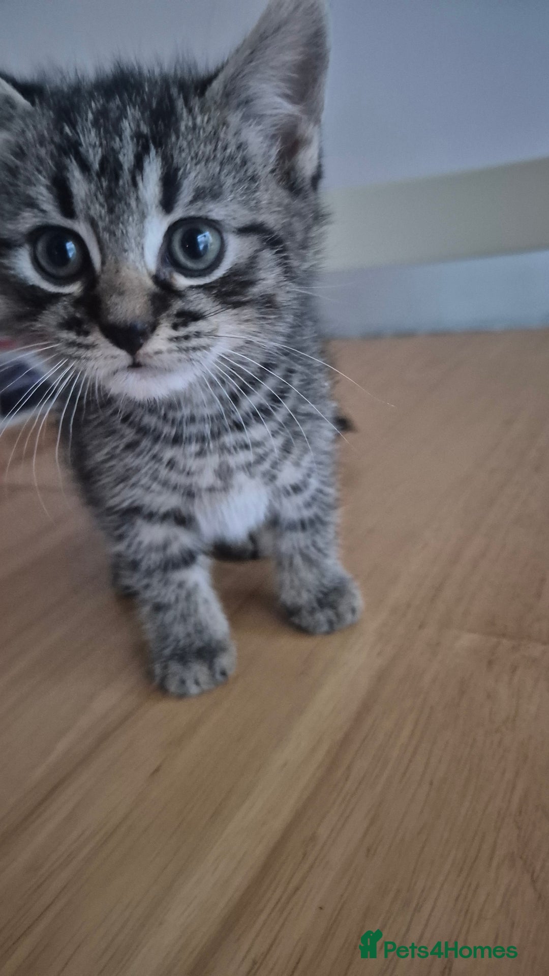 Mixed Breed cats for sale: Playful stripey kitten - Image 1