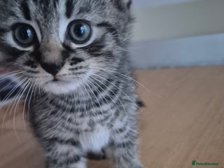 Mixed Breed cats - Advert 1