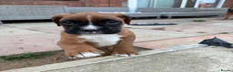 Boxer dogs for sale: Stunning KC Registered Boxer Puppies in Ipswich - Advert 15