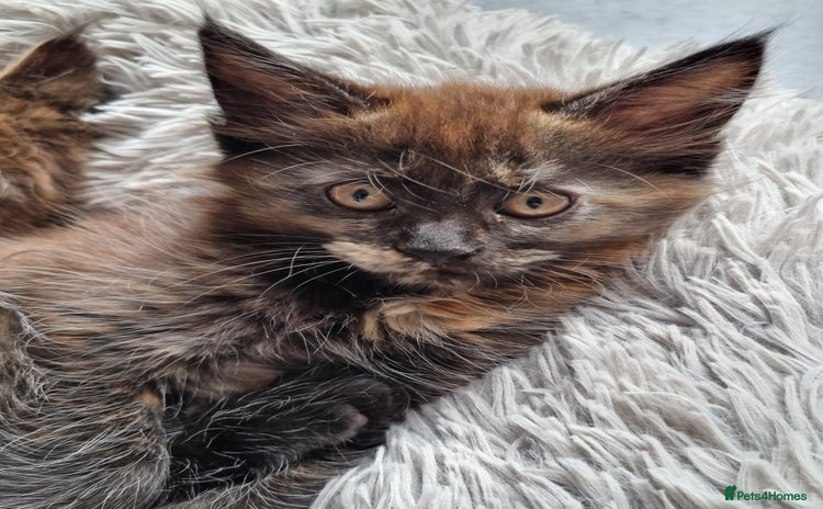 Persian cats - Advert 4