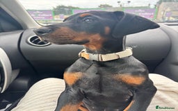 Dobermann dogs for sale: Female Doberman 14 weeks  - Image 8