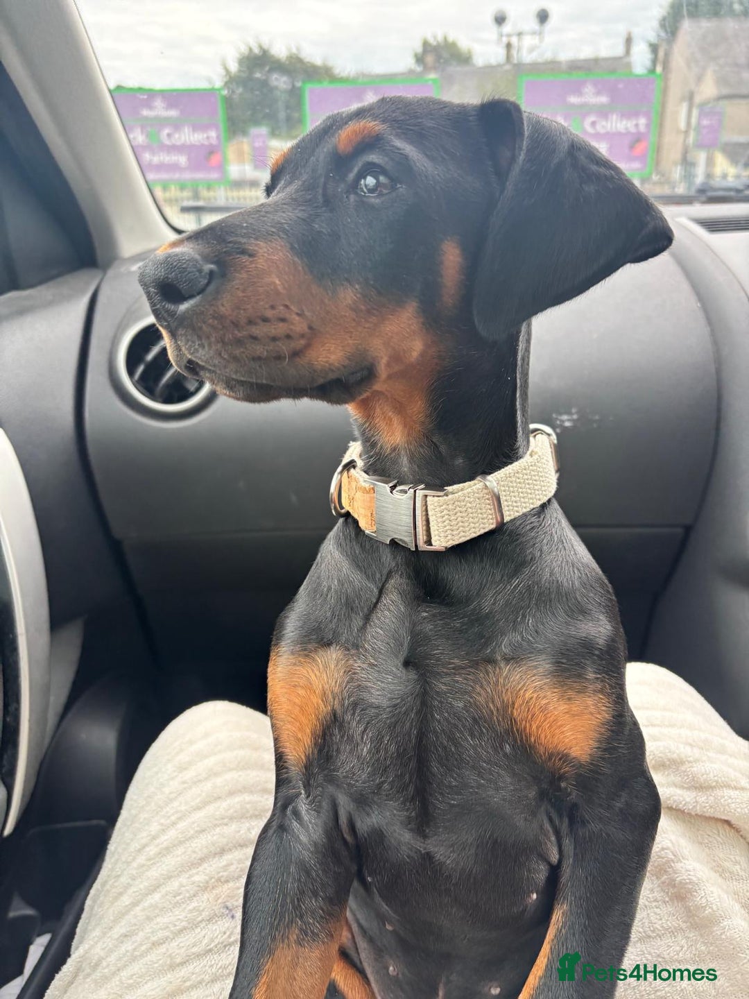Dobermann dogs for sale: Female Doberman 14 weeks  - Image 8