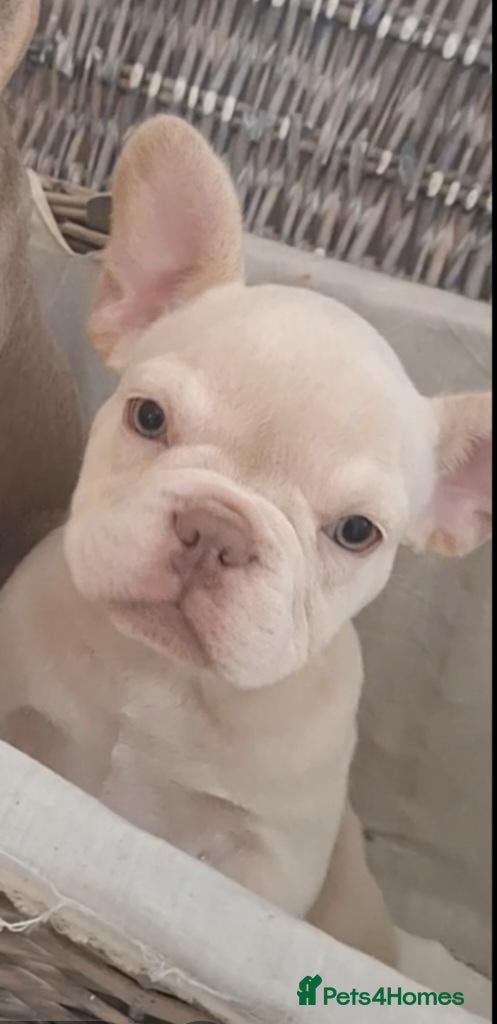 French Bulldog dogs Beautiful quality pups ready to leave - Advert 6