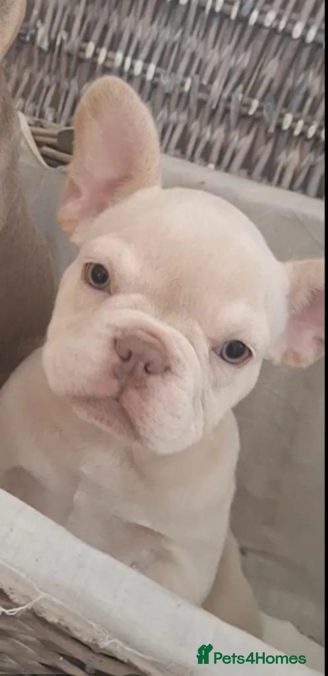 French Bulldog dogs for sale: Beautiful quality pups ready to leave - Advert 1