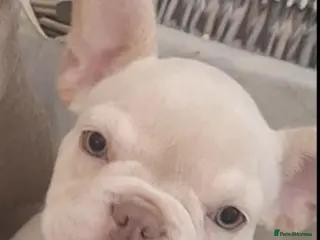 French Bulldog dogs Beautiful quality pups ready to leave - Advert 6