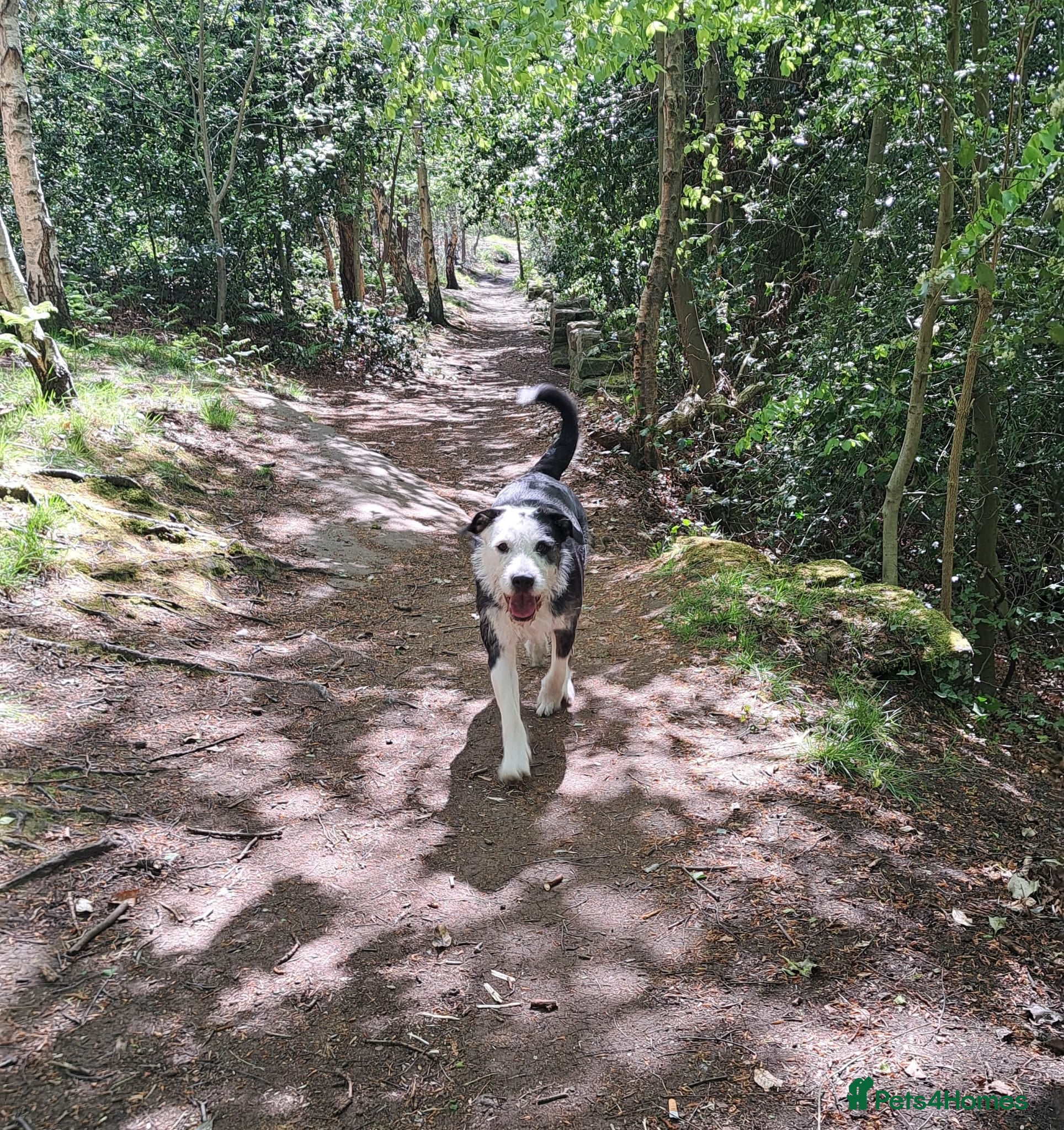 Mixed Breed dogs for sale: 2 yr old female Bulldog/Old English Sheepdog Mix - Advert 7