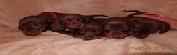 Miniature Dachshund dogs for sale: Only 2 Left!!! miniature dachshund puppies. - Advert 4