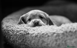 Cocker Spaniel dogs for sale: KC Reg Working Cocker Spaniels (Golden) - Image 17