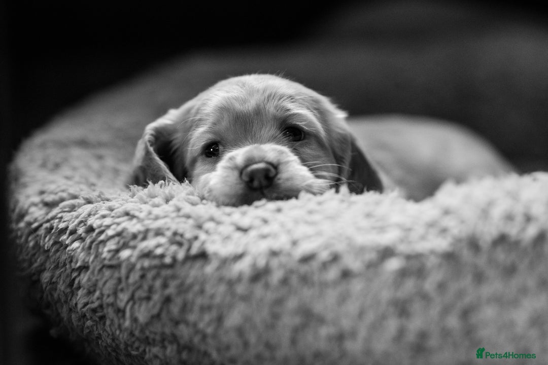 Cocker Spaniel dogs for sale: KC Reg Working Cocker Spaniels (Golden) - Image 17
