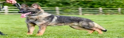 German Shepherd dogs for sale: German Shepherd. Fully health tested.Kc register - Advert 9
