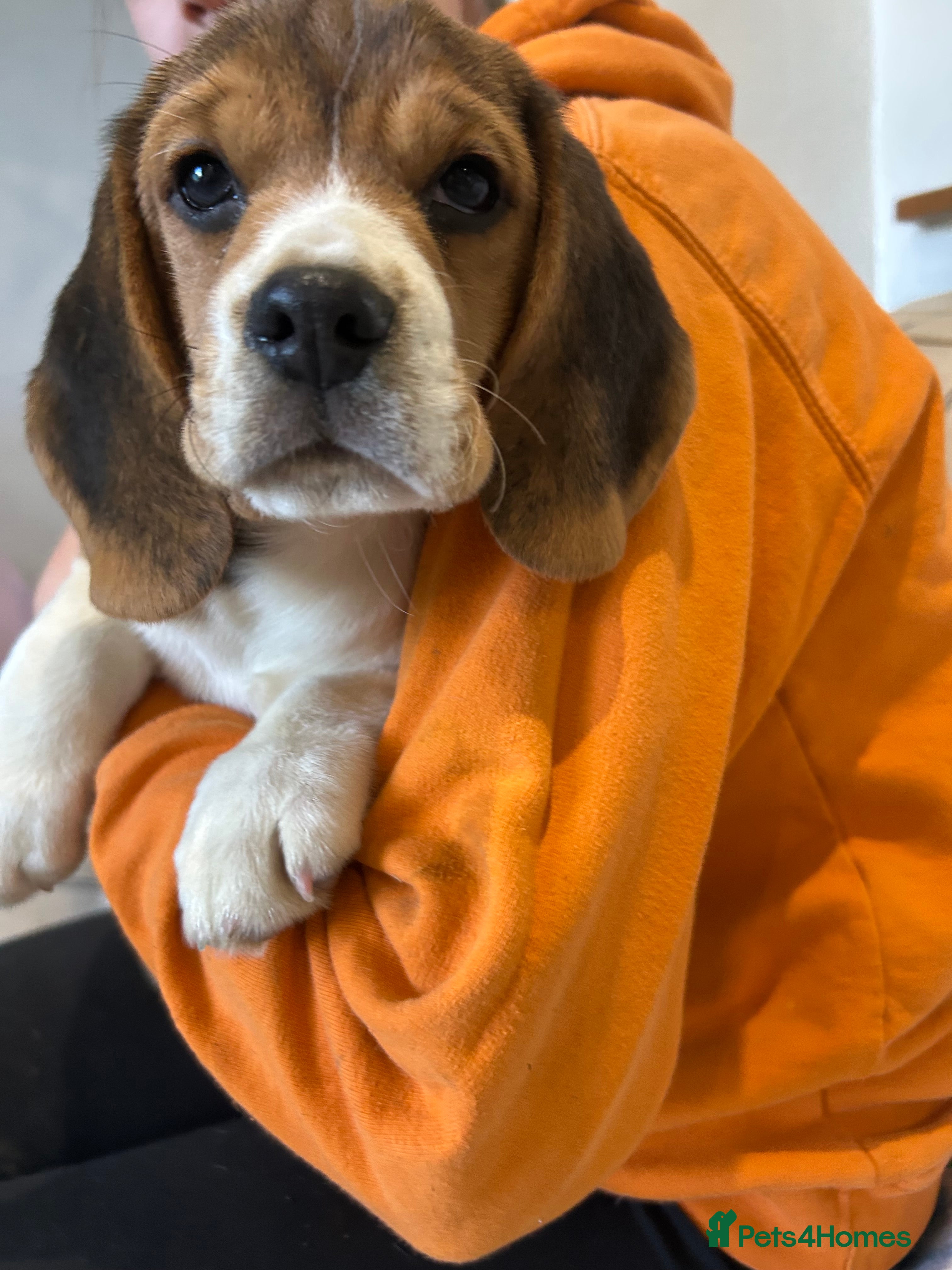 Beagle dogs Pedigree Beagle Puppies – one female left  - Advert 3