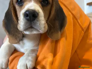 Beagle dogs Pedigree Beagle Puppies – one female left - Advert 3
