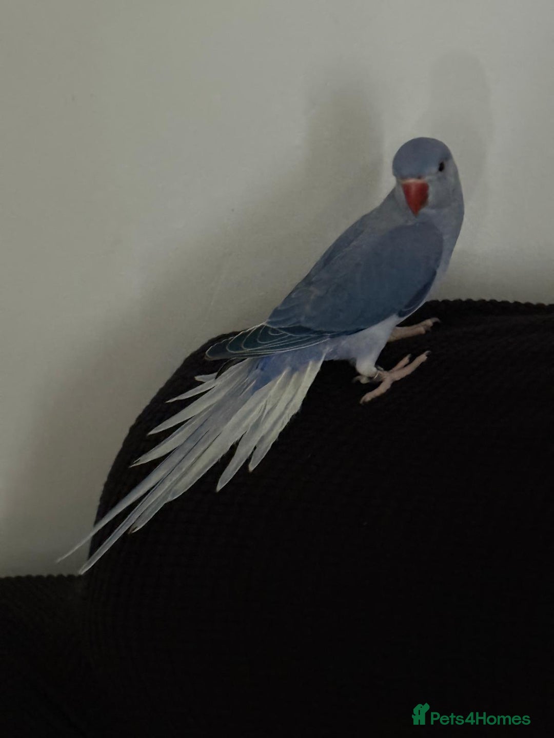 Ringnecks birds for sale: Male Indian Ringneck  - Advert 3