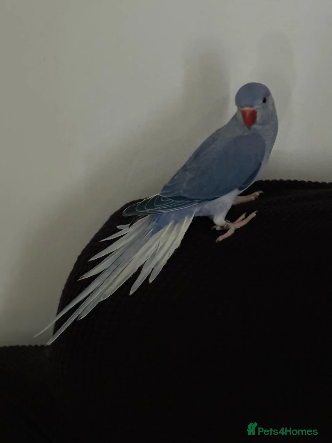 Ringnecks birds for sale: Male Indian Ringneck  - Advert 3