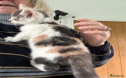 Mixed Breed cats for sale: Calico Grey, Pale Ginger & White ready now - Image 6