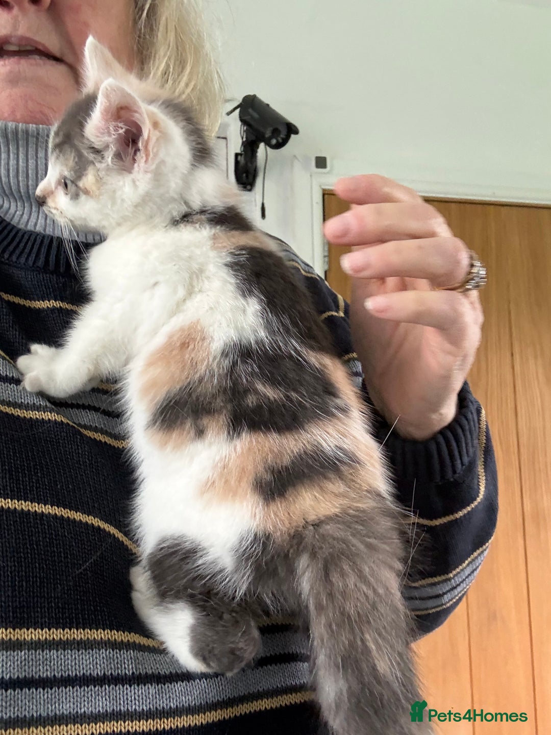 Mixed Breed cats for sale: Calico Grey, Pale Ginger & White ready now - Image 6