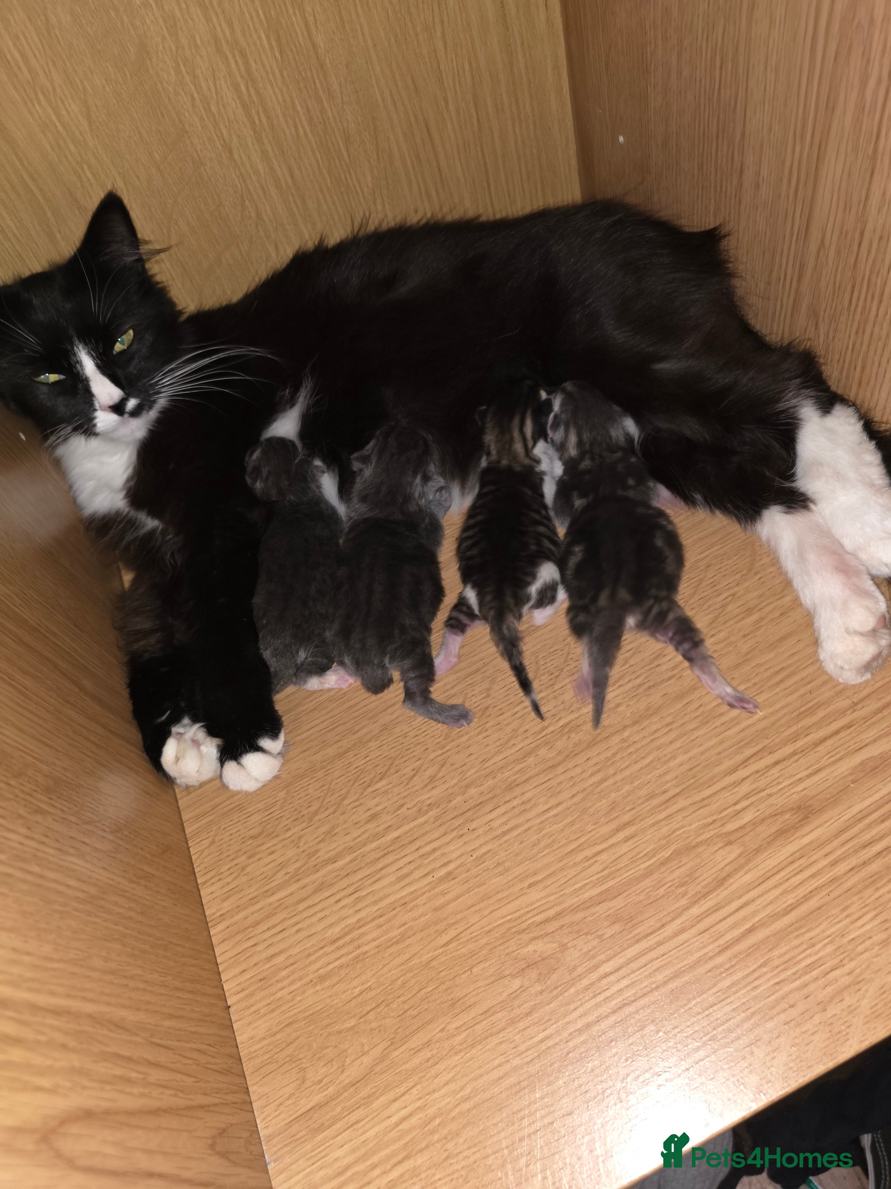 Mixed Breed cats 4 beautiful kittens - Advert 2