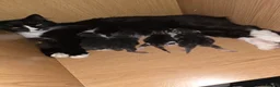 Mixed Breed cats for sale: 4 beautiful kittens in Winchester - Advert 1