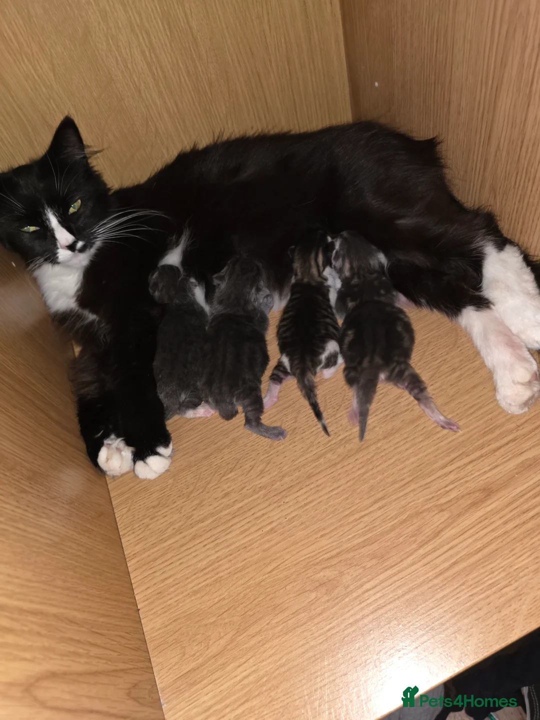 Mixed Breed cats for sale: 4 beautiful kittens in Winchester - Advert 1