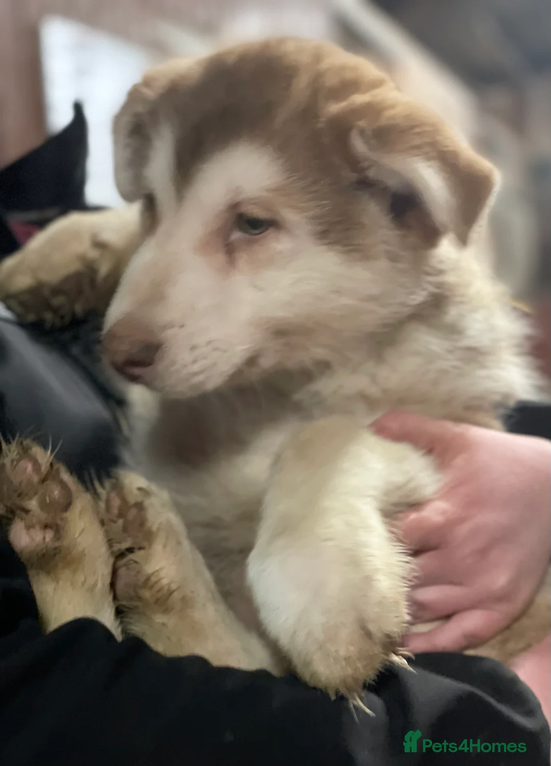 Shepsky dogs for sale: German Shepherd cross Husky Puppies  - Advert 16