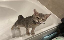Bengal cats for sale: Sibling Bengals for Sale - Image 6