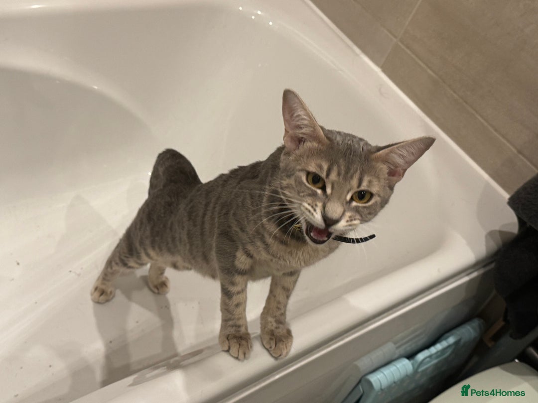 Bengal cats for sale: Sibling Bengals for Sale - Image 6
