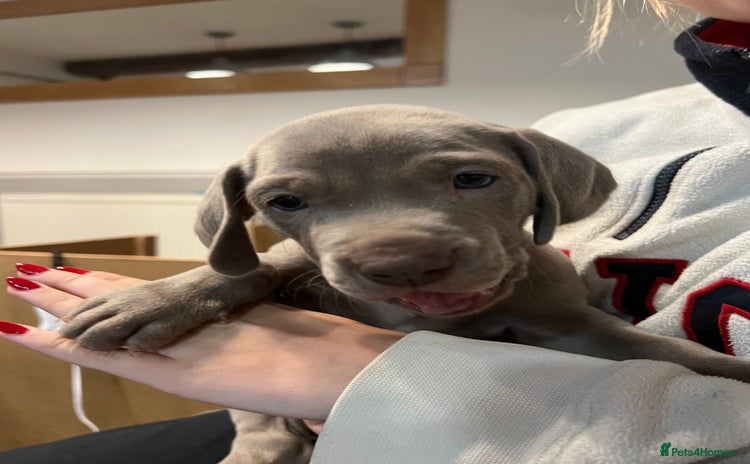 Weimaraner dogs - Advert 2