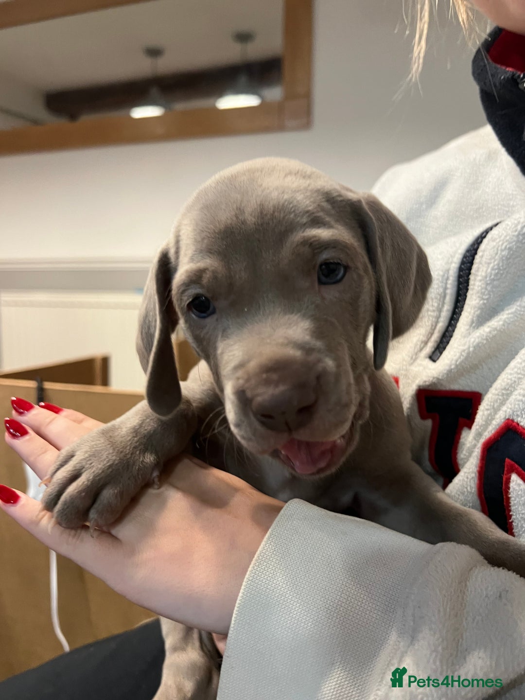 Blue Eyes Weimaraner Good With Kids Weimaraner With Kids