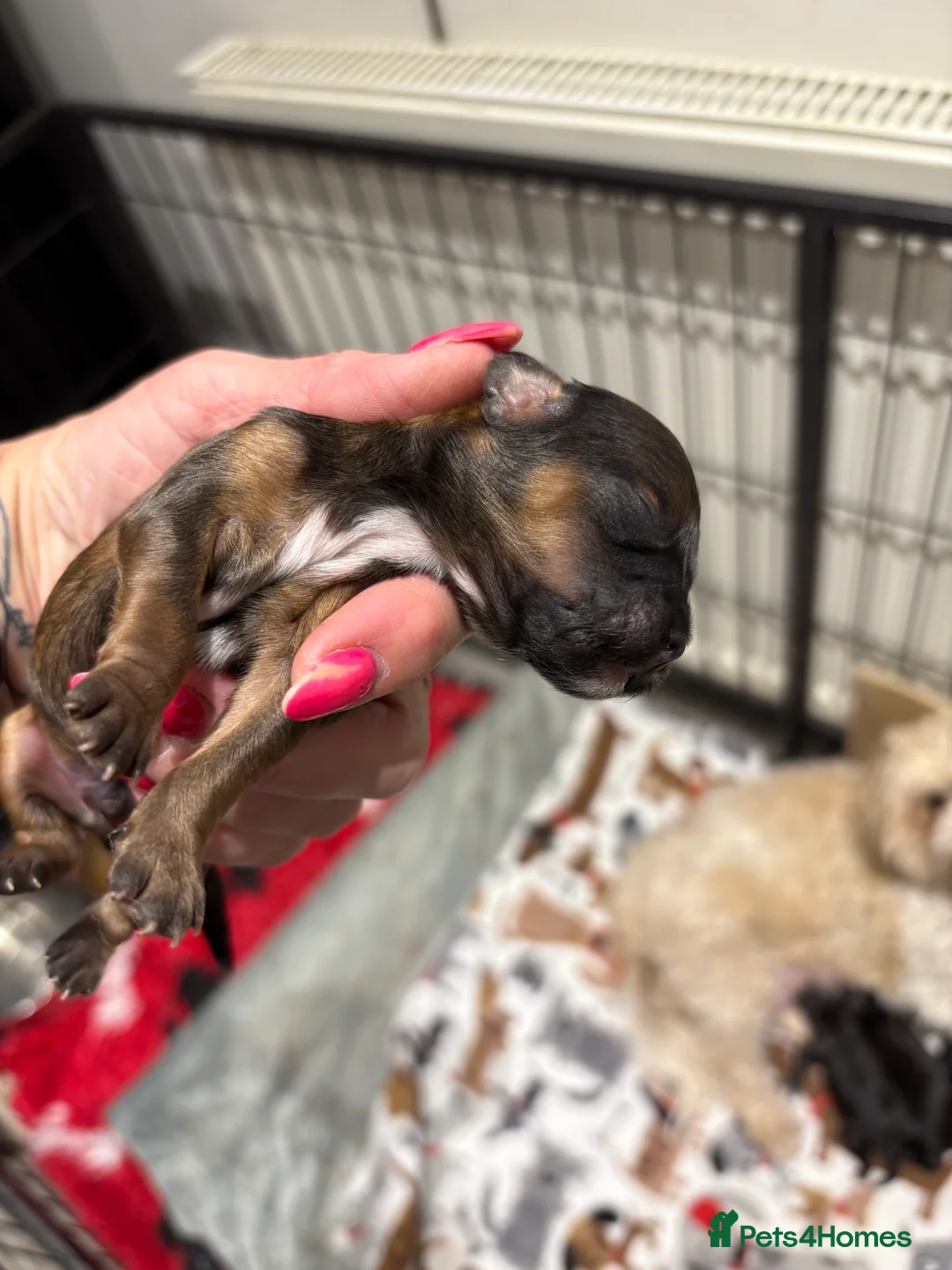 Shihpoo dogs for sale: Shihpoo f1 puppies  🩷🩷 - Advert 34