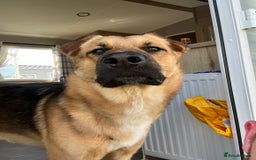 German Shepherd dogs for stud: GSDfor stud  - Image 3